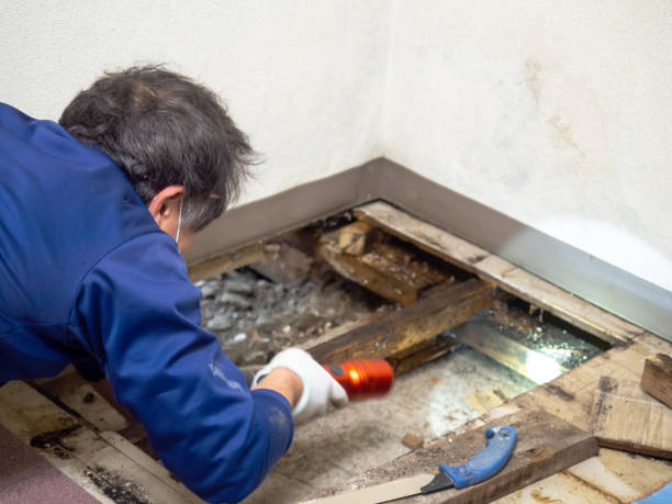 Best Same-Day Mold Removal  in Leisure Village West, NJ
