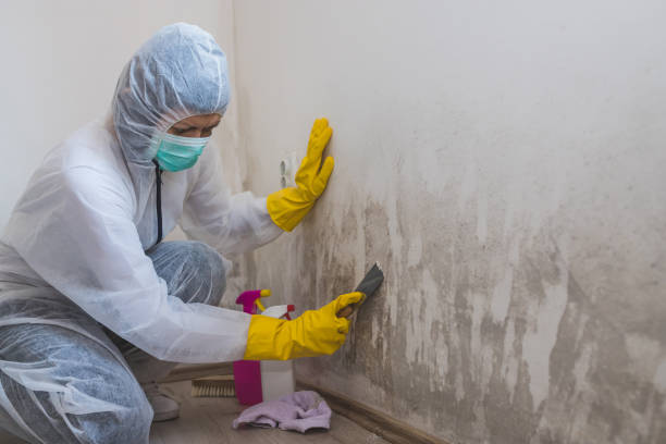 Best Mold Damage Repair  in Leisure Village West, NJ