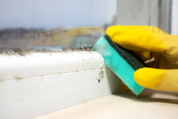 Best Commercial Mold Removal  in Leisure Village West, NJ