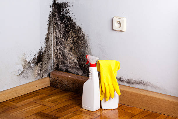 Mold Testing and Removal in Leisure Village West, NJ