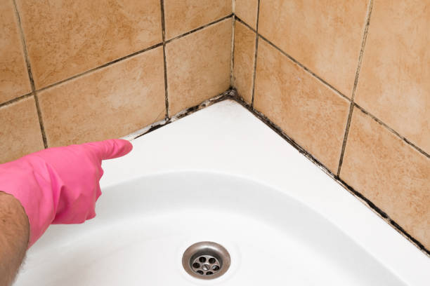 Best Fast Mold Removal  in Leisure Village West, NJ